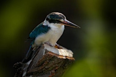 Collared Mangrove Kingfisher, Todiramphus Chloris, yeşil doğa Habitat, Yeni Gine ve Avustralya 'da şube oturan egzotik Afrika kuş detay. Doğada vahşi yaşam sahnesi. 