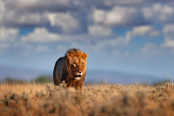 Oroszlán járni. Portré az afrikai oroszlán, Panthera leo, részletesen nagy állatok, Etocha NP, Namíbia, Afrika. Macskák száraz természetben élőhely, meleg napsütéses nap a sivatagban. Vadon élő állatok jelenet a természettől. Afrikai kékég. — Stock Fotó