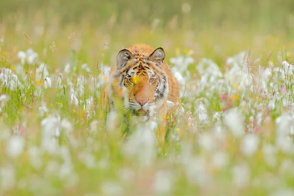 Tigre Siberiano Habitat Floresta Natural Manhã Nebulosa Amur Tigre Caça — Fotografia de Stock