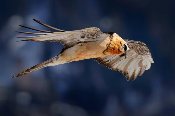 Zeldzame Berg Gypaetus Barbatus Vogel Fly Valais Zwitserland — Stockfoto