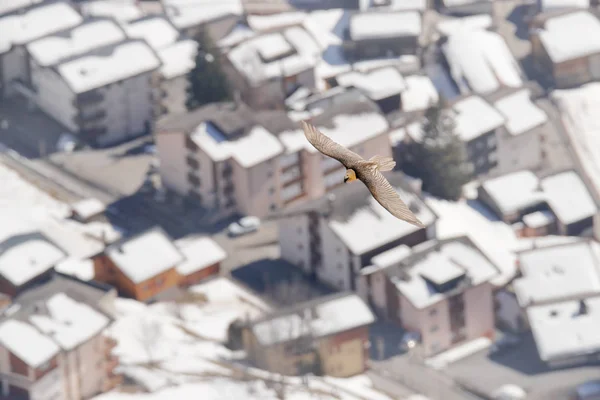 Pássaro Predador Barbudo Voando Sobre Edifícios Cidade Com Neve Vida — Fotografia de Stock