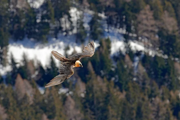 Rare lammergeier bird flying bird above forest and Swiss Alps with snow, Valais, Switzerland