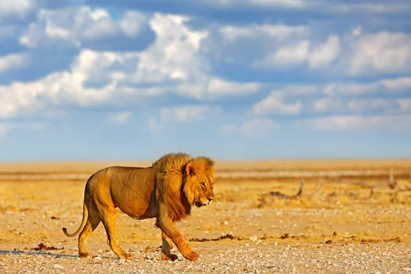 Grande Leão Zangado Etosha Namíbia Leão Africano Caminhando Grama Com — Fotografia de Stock