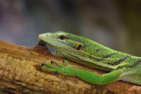 Vista Lateral Lagarto Verde Dragão Komodo Varanus Komodoensis Sentado Tronco — Fotografia de Stock