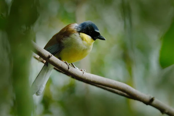 Zorzal Risueño Corona Azul Pájaro Risueño Courtoiss Garrulax Dryonastes Courtoisi — Foto de Stock