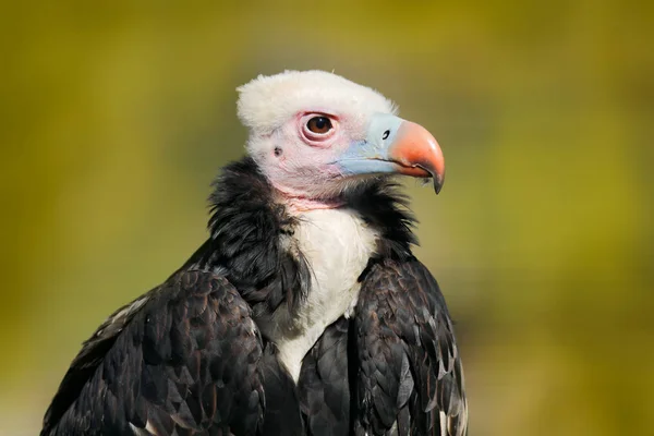 Buitre Cabeza Blanca Trigonoceps Occipitalis Retrato Cabeza Pájaro Sentado Rama — Foto de Stock