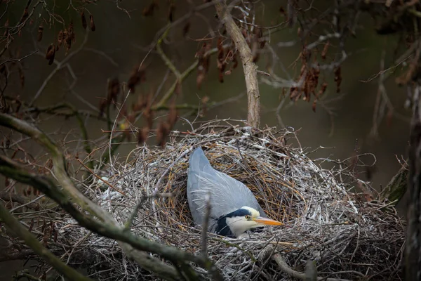 Szürke Gíra Ardea Cinerea Fészek Tojást Fészkelő Idő Wildlife Állat — Stock Fotó