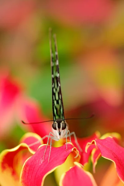 Närbild Vackra Butterfly Tailed Jay Sitter Röd Och Gul Blomma — Stockfoto