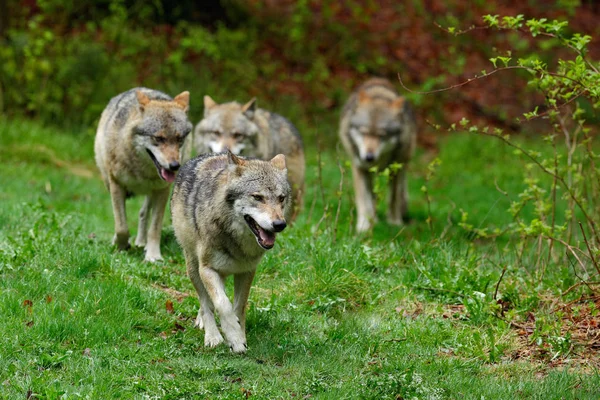 森林里的狼灰狼 苍火狼 在春天的灯光下 在森林里 狼在自然栖息地 野生动物在橙色叶子在地上 — 图库照片