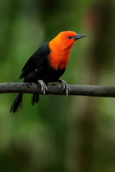 Szkarłatny Blackbird Amblyramphus Holosericeus Czarny Ptak Pomarańczowo Czerwoną Głową Tropikalnym — Zdjęcie stockowe