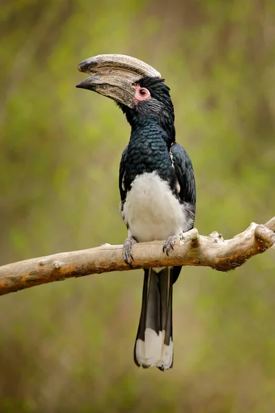 Trumpeter hornbill, Bycanistes bucinator, bird with big bill, common resident of the tropical evergreen forest of Burundi and Mozambique. Wildlife scene from tropic African forest. Hornbill, Africa.