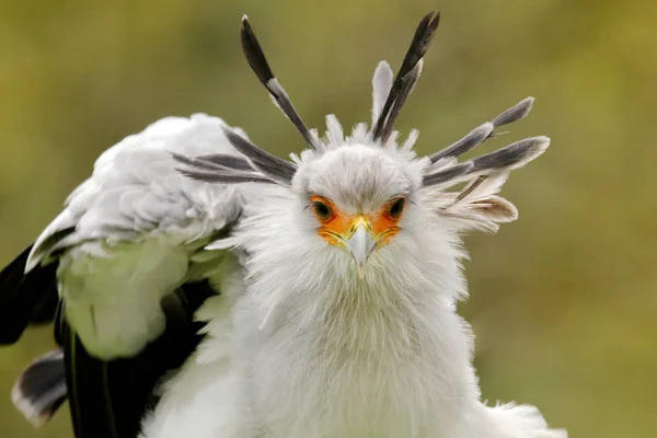 Secretario Bird Sagittarius Serpentarius Retrato Bonito Pájaro Presa Gris Con — Foto de Stock