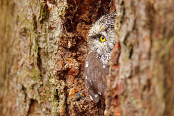 Eule Mit Gelbem Auge Baumnestloch Wald Versteckt — Stockfoto