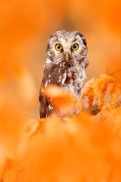 Búho Escondido Las Hojas Naranjas Búho Boreal Con Grandes Ojos — Foto de Stock