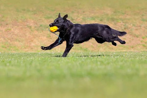 Black dog running in green grass with ball. German Shepherd Dog breed of large-sized working dog that originated in Germany, playing in the green grass with nature background.