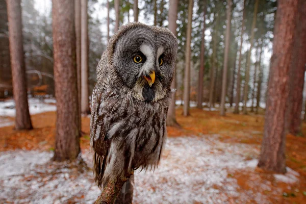 Magic bird Great Gray Owl, Strix nebulosa, hidden behind tree trunk with spruce tree forest in backgrond, wide angle lens photo. Funny bird image in the dark winter forest.