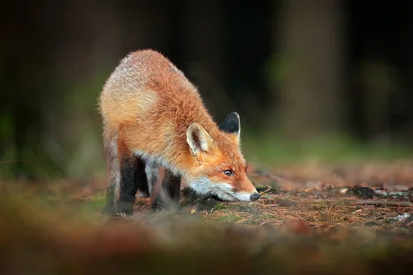 Wildlife Scene Cute Red Fox Walking Grass Autumn Leaves Fall — Stock Photo, Image