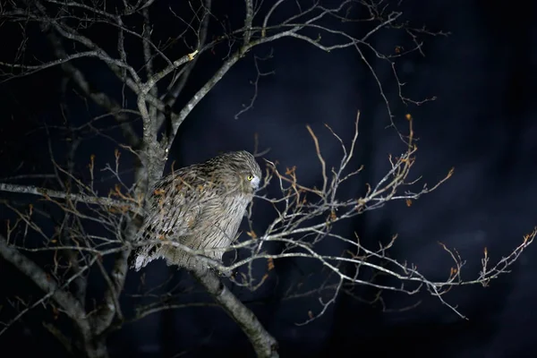 Hibou Des Blakistons Grande Espèce Vivante Hibou Aigle Chasse Aux — Photo