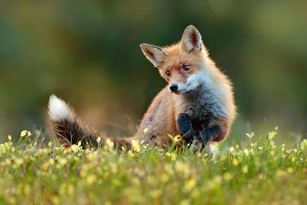 Dyrelivet Scene Søde Røde Ræv Blomstret Glade Skov Naturlige Levesteder - Stock-foto