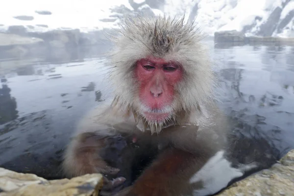 霧の中の冷たい水に座っている赤い顔を持つ日本のマカク 北海道 — ストック写真