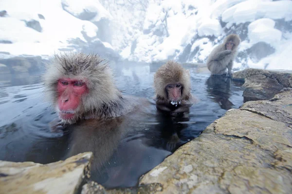 霧の中で冷たい水の中に赤い顔をした日本のマカクザル 北海道 — ストック写真