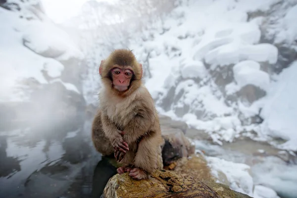 Japanese Macaque Red Face Sitting Shore Steam Fog Hokkaido Japan — Stock Photo, Image