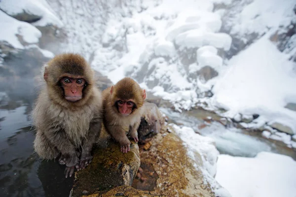 Macacos Japoneses Com Rostos Vermelhos Sentados Costa Vapor Nevoeiro Hokkaido — Fotografia de Stock