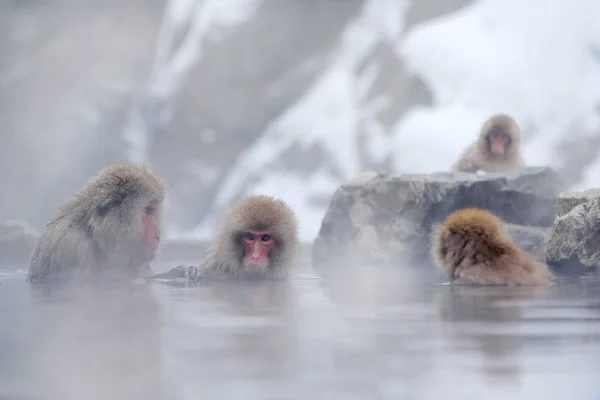 Piros Arcú Hideg Vízben Ülő Japán Makákok Köd Hokkaido Japán — Stock Fotó