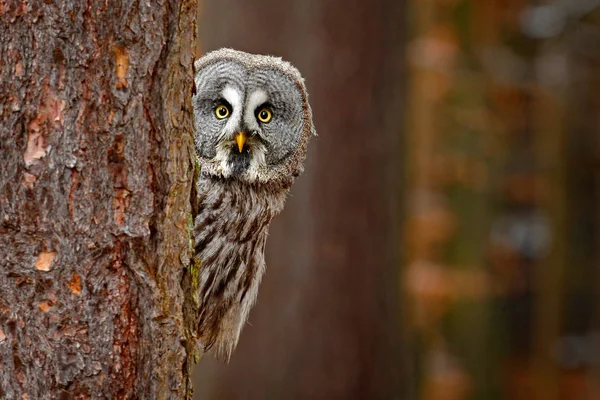 Portrait Great Grey Owl Strix Nebulosa Hidden Tree Trunk Winter — Stock Photo, Image