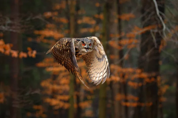 Eurasian Eagle Owl Otwartą Skrzydełka Locie Ciemnego Jesiennego Lasu Pomarańczowego — Zdjęcie stockowe