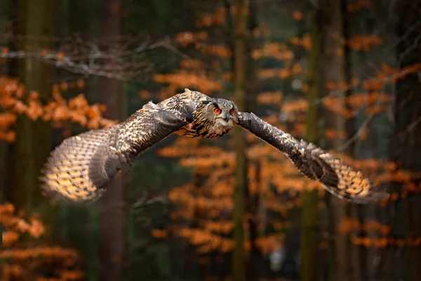 Eurasischer Uhu Mit Geöffneten Flügeln Flug Mit Dunklem Herbstorangefarbenem Wald — Stockfoto