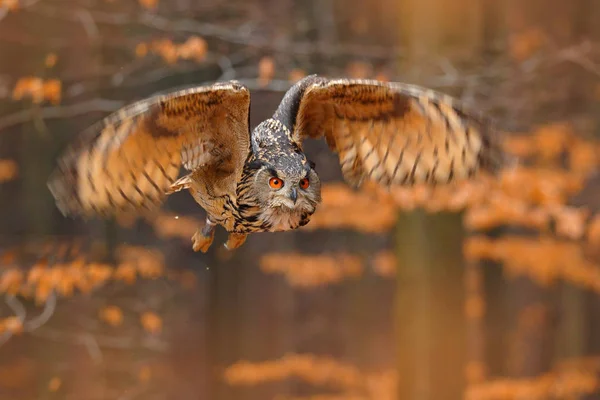 Eurasian Eagle Owl Opened Wings Flight Dark Autumn Orange Forest — Stock Photo, Image