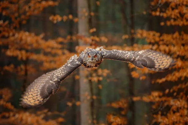 Eurasian Eagle Owl Opened Wings Flight Dark Autumn Orange Forest — Stock Photo, Image