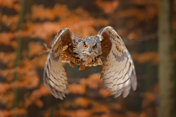 Eurasian Eagle Owl with opened wings in flight with dark autumn orange forest on background in evening sunset