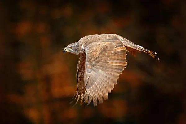 Goshawk Latający Otwartymi Skrzydłami Jesiennym Lesie Światłem Wieczornym Słońce Republika — Zdjęcie stockowe