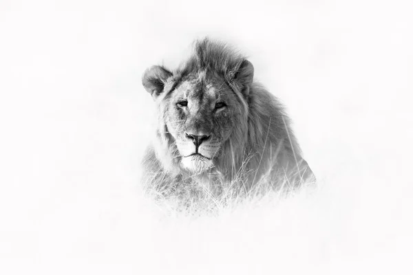 Черно Белое Искусство Злой Лев Этоше Намибия Африканский Лев Ходит — стоковое фото