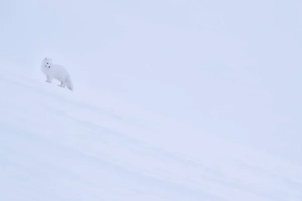 Πολική Αλεπού Βιότοπο Χειμερινό Τοπίο Σβάλμπαρντ Νορβηγία Όμορφο Λευκό Ζώο — Φωτογραφία Αρχείου