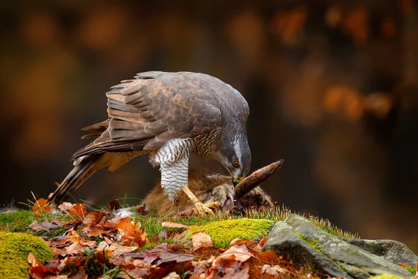 Goshawk Feeding Killed Hare Autumn Forest Wildlife Scene Nature — Stock Photo, Image