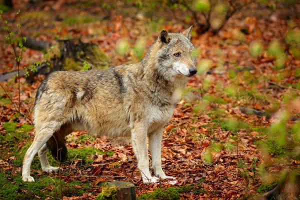 苍火狼 在春光中 在森林里长着绿叶 狼在自然栖息地 野生野生动物在橙色叶子在地上 — 图库照片