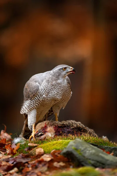 Goshawk Etetés Megölt Nyúl Ősszel Erdőben Vadon Élő Állatok Jelenet — Stock Fotó