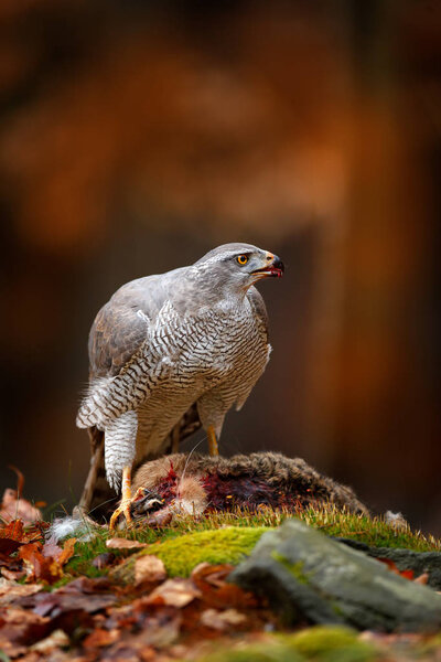 Goshawk feeding on killed hare in autumn forest, wildlife scene from nature 