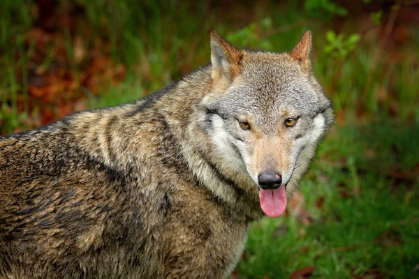 苍火狼 在春光中 在森林里长着绿叶 狼在自然栖息地 野生野生动物在橙色叶子在地上 — 图库照片