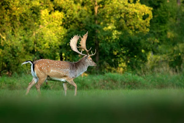 Majestatyczny Potężny Dorosły Fallow Deer Dama Dama Zielonej Łące Trawiaste — Zdjęcie stockowe