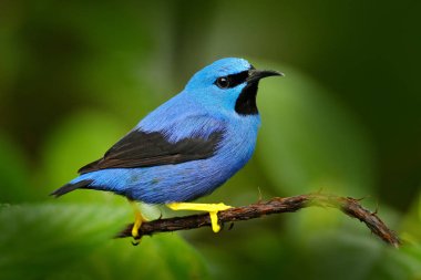 Mavi tropik kuş, yakın çekim portre. Honeycreeper, Cyanerpes lucidus, vahşi hayatından Kosta Rika parlayan. Sarı bacakları, Orta Amerika güzel egzotik forerst mavi kuş. Orman hayvan, yeşil yapraklarında oturan detay.