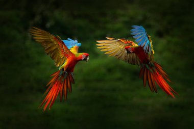 Ormanda kırmızı melez papağanlar. Koyu yeşil bitki örtüsü içinde uçan macaw papağan. Nadir kuşlar tropikal ormanlarda Ara macao x Ara ambigua oluştururlar, Kosta Rika. Tropikal doğadan vahşi yaşam sahnesi. Sinekteki kuşlar, orman.