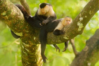 Beyaz başlı Capuchin, Cebus capucinus, siyah maymunlar koyu tropikal ormanda ağaç dalı üzerinde oturan, doğa Habitat hayvanlar, Kosta Rika yaban hayatı.