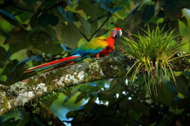 Kırmızı yeşil mavi melez papağan Scarlet Macaw nadir formu güneşli bir günde doğa habitat ağaçlar arasında şube üzerinde oturan, Kosta rika. Tropikal ormandan vahşi yaşam sahnesi 