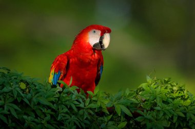 Güzel kırmızı papağan Scarlet Macaw doğa habitat, Amazon, Brezilya ağaç dalı üzerinde oturan. Tropikal ormandan vahşi yaşam sahnesi 