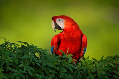 Güzel kırmızı papağan Scarlet Macaw doğa habitat, Amazon, Brezilya ağaç dalı üzerinde oturan. Tropikal ormandan vahşi yaşam sahnesi 