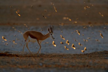 Springbok antilobu, Antidorcas marsupialis, Afrika 'nın kuru habitatında, Etocha NP, Namibya. Afrika 'dan bir memeli. Akşam ışıklarıyla Springbok. Namibya 'da safaride gün batımı.